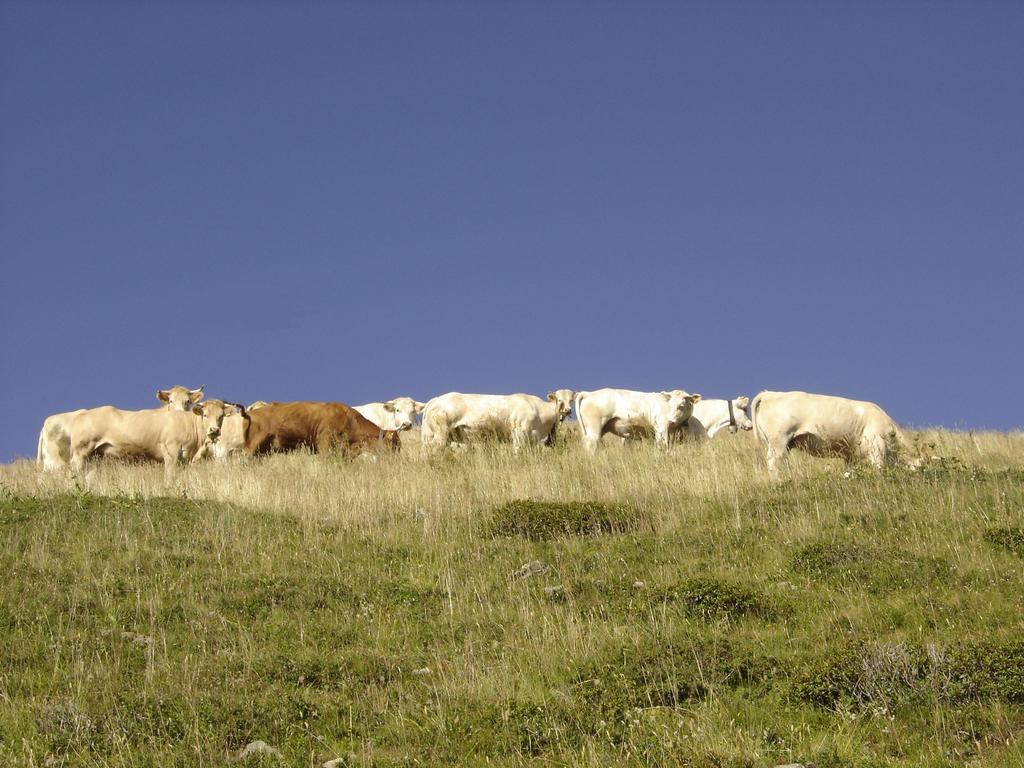 Gite Le Cerf De Belledonne Sainte-Agnès Dış mekan fotoğraf